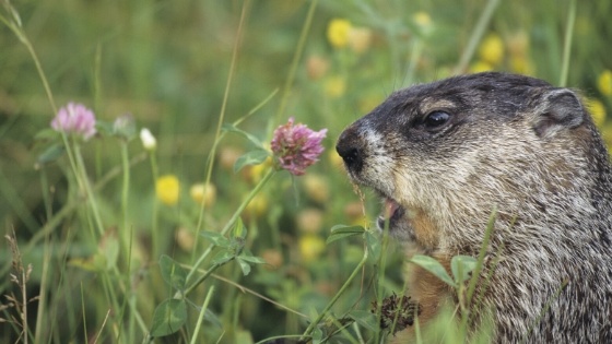 Spring is Coming! (Depending on that Groundhog)