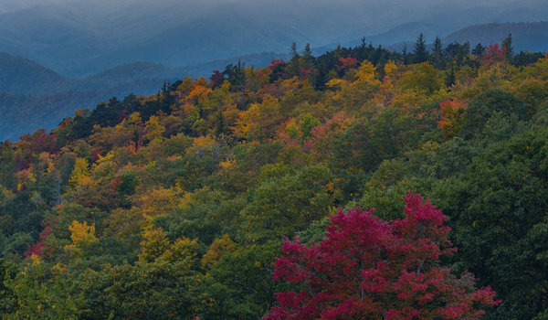 Falling Leaves, Rising Coverage Gaps: A Fall Insurance Checklist