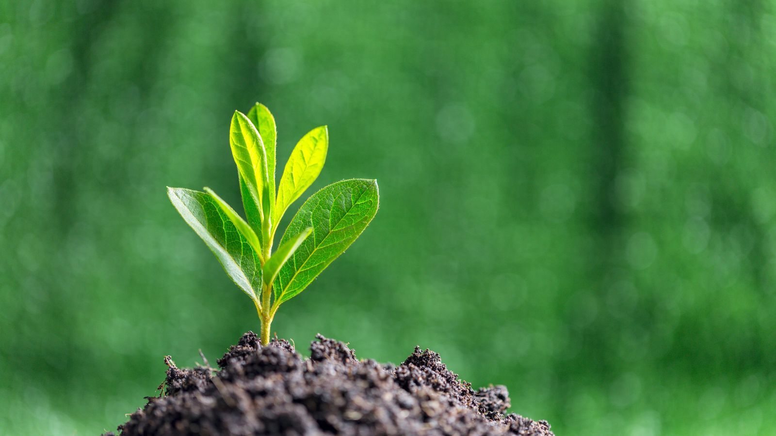 3 Ways to Lower Your Carbon Footprint For Earth Day and Beyond