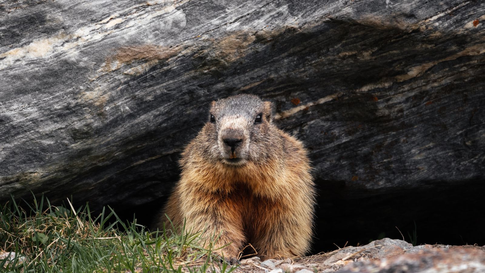 Spring is Coming! (Depending on that Groundhog)