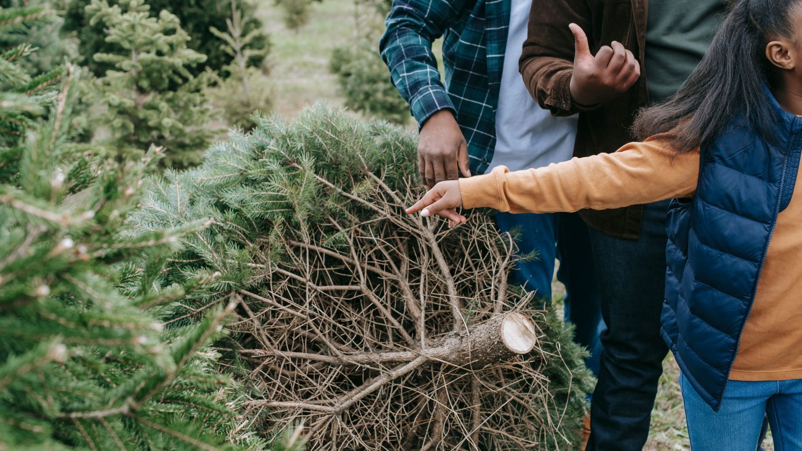 Christmas Tree Debate: Real or Fake?