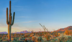 desert in gilbert, arizona