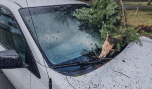 auto insurance and storm damage - tree branch on windshield
